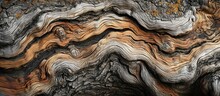 A Detailed Shot Of A Tree Trunk Displaying The Natural Formation And Texture Of The Wood, Resembling The Bedrock Formation In A Natural Landscape