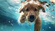Funny underwater picture of puppies in swimming pool playing deep dive action training game with family pets and popular dog breeds during summer holidays. recreation, relax