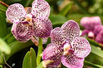 Wall Mural - Beautiful orchid flowers decorate the tropical garden