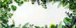 © Alice a. - A frame of tropical botanical house plant on white background with a copyspace for text.