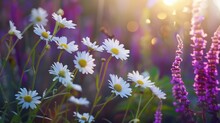 A Bunch Of Daisies Are Growing In A Garden With Purple Flowers In The Background