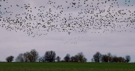 Wall Mural - Flock of migrating flying wild geese birds in sky over land