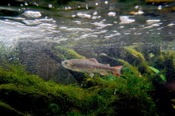 日本の東京の水族館の魚