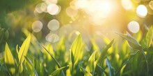 Green Grass At Sunlight, Low Angle View Banner Background