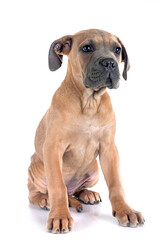 Wall Mural - puppy cane corso