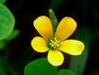 Oxalis pes-caprae (African wood sorrel) is a species of very sad plant with yellow flowers