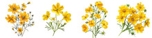 Yellow Garden Flowers Hyperrealistic Highly Detailed Isolated On Transparent Background Png File