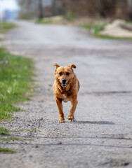 Wall Mural - A red dog runs across the road