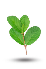 Wall Mural - Tree tops of guava leaf with shadow isolated on white background.