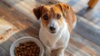 The attentive Jack Russell Terrier looked up expectantly. Waiting to eat a bowlful of dog food on a wooden floor