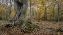 On A Cloudy Day In Late Autumn, A Massive, Ancient Tree Stands Amidst A Forest, Its Sprawling Roots Winding Through The Ground