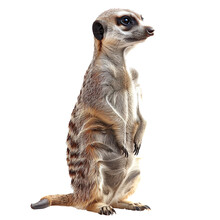 meerkat isolated on white transparent background