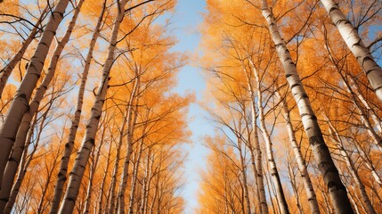 Sticker - Poplar trees reaching to the sky in autumn