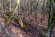 © Denis - Autumn forest with fallen trees.