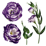 eustoma and lisianthus. white and purple color. Branches and large flowers. Digital illustration.