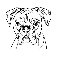 Wall Mural - Boxer dog portrait vector illustration