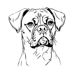 Poster - Boxer dog portrait vector illustration