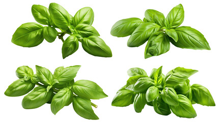 Wall Mural - Set of fresh basil leaves cut out