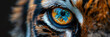 close up of an orange tiger eye of blue eyes