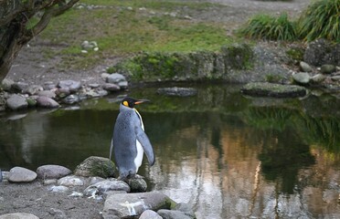 Canvas Print - a penguin is standing on some rocks by the water of a pond