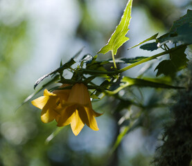 Wall Mural - Flora of Gran Canaria -  Canarina canariensis, Canary bellflower natural macro floral background