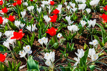 Sticker - spring flowers in the Amsterdam