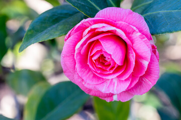 Wall Mural - Camellia Japonica Sonnambula flower grown in a garden in Madrid