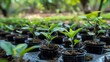 © RDO - Reforestation Efforts - Seedlings in biodegradable pots ready for planting, representing grassroots reforestation efforts.