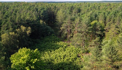 Wall Mural - forest on a sunny day