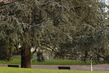 Wall Mural - trees in the park