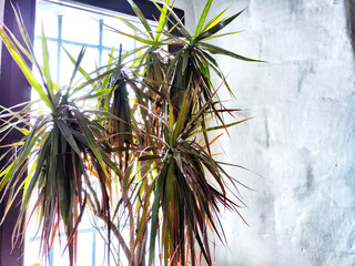 Wall Mural - Large green dracaena on the windowsill near old wall. Flowers in interior