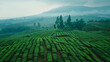 Tea plantation of the Kayu Aro, Kerinci.