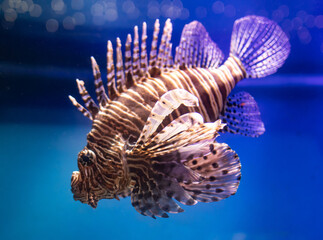 exotic fish with long fins on blue water background.