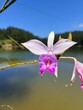 pink lily in water