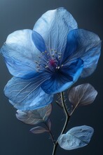 A Bright Close-up Of A Blooming Blue Flower On A Dark Background, Showing The Beauty Of Nature.