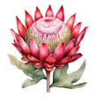 Protea, watercolor tropical flower isolated on a transparent background, png