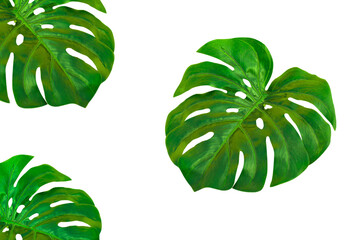 Green fresh monstera leaves isolated on transparent white background