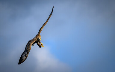 Wall Mural - White tailed sea eagle in Hokkaido, Japan