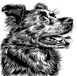Fototapeta  - black and white dog