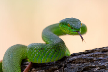 Wall Mural - Green albolaris snake side view, animal closeup, green viper snake closeup head, Indonesian viper snake