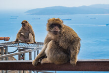 Selective Focus On A Monkey Of Gibraltar (Macaca Sylvanus) Sitting And Blurred Monkey With Sea In Background