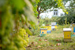 Honey bee hives in the vineyard in summertime.