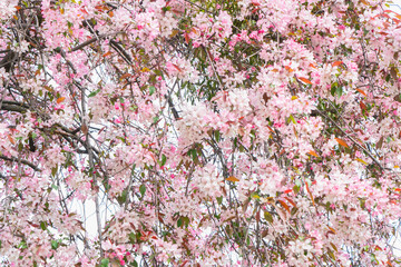 Canvas Print - Cherry tree blossoming tree close up, pink cloud of flowers