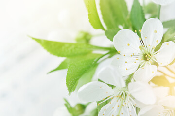 Wall Mural - Spring Easter background. Passover blooming white apple or cherry blossom on white wooden background. Happy Passover background. World environment day. Easter, Birthday, womens day holiday. Mock up.