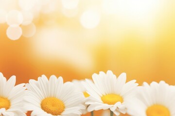 Wall Mural - White bright daisy flowers on a blurred yellow summer background.