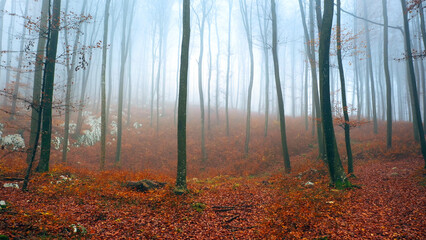 Wall Mural - Drone shot of a magical autumn season foggy beech tree forest landscape. 