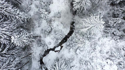 Wall Mural - Aerial drone flight above snowy forest trees. Top view perspective of conifer woodland with stream.