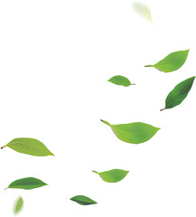 Wall Mural - Leaves falling in the air isolated on transparent background. PNG