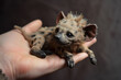 Lifelike hyena cub resting gently in a human palm