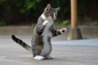 cat on its hind legs doing the twist with a playful expression